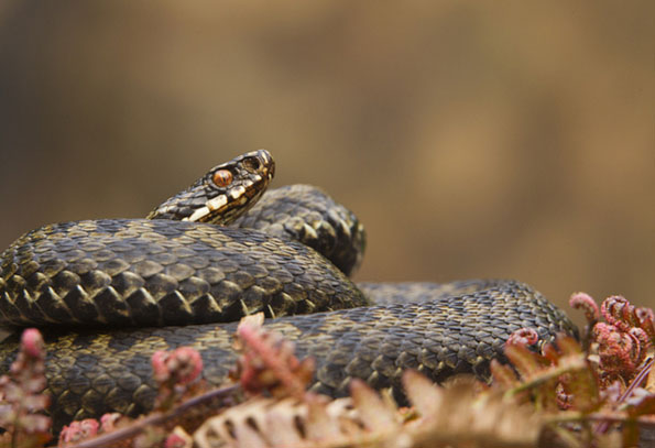 Adder curled up by Brian Wigglesworth