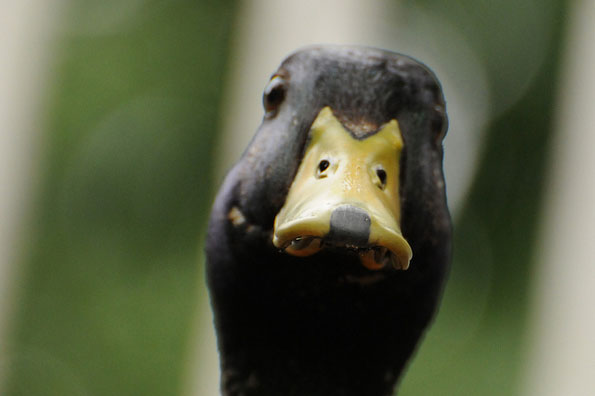 Duck beak by Daz Moston / Swan Man