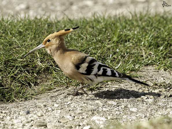hoopoe by Pete Vincent
