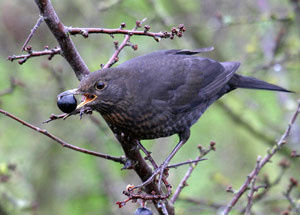 blackbird on a tree