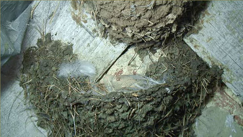 The empty swallow family home