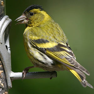 Siskin (photo copyright: grayimages/BTO)