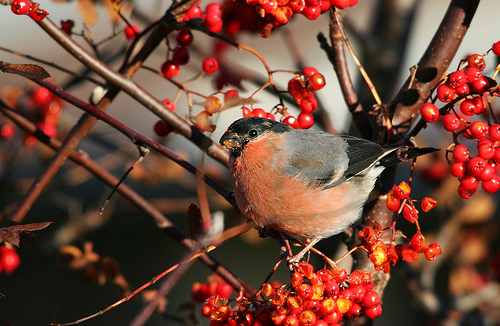 Bullfinch amongst berries by Jonathan Osborne