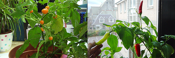 Habanero Chilli and Hungarian Hot Wax Chilli