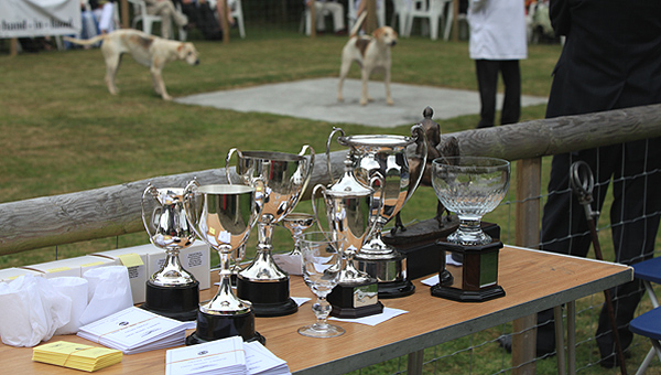 Puppy show judging