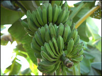 A banana plant