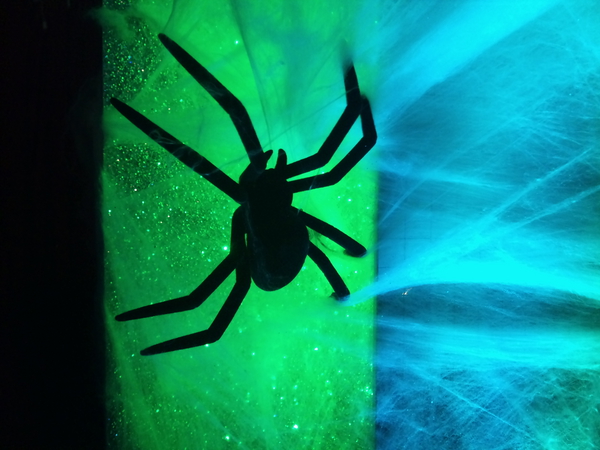 A scary spider from the Strictly Halloween special