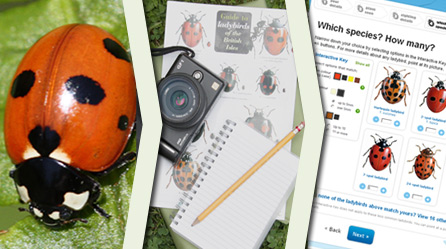 Three main steps in ladybird survey: find a ladybird, record observations, report results. Ladybird image courtesy Ken Dolbear