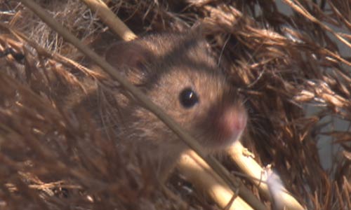 harvest-mouse2.jpg