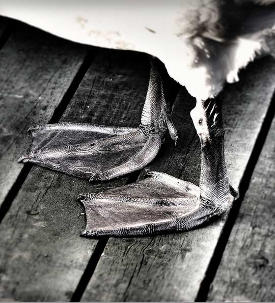 Swan feet © Black Cat Photos