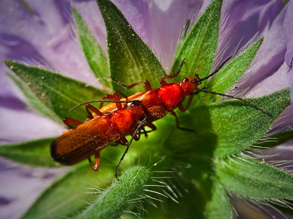 Soldier beetles by Dom Greves