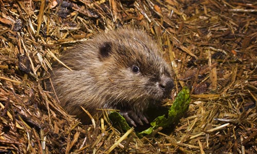 newborn beaver kit
