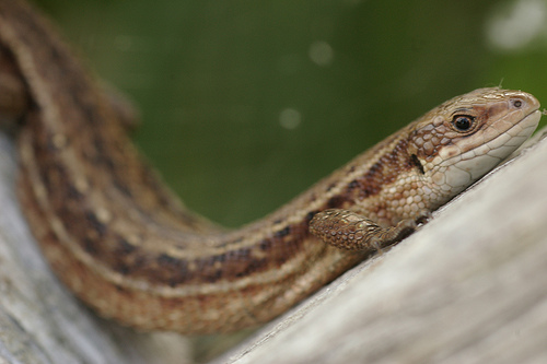 Lizard © Laurence Arnold