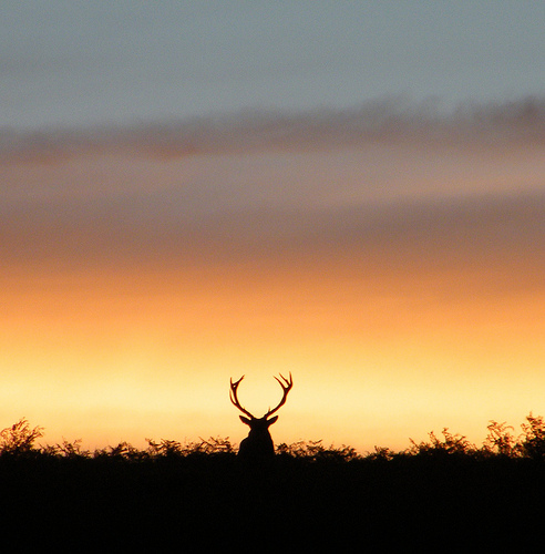 Silhouetted stag by Derbyshire Harrier
