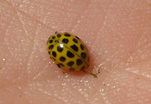A 22-spot ladybird found by Llanigon School 