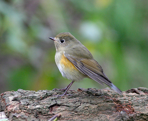 Red-flanked bluetail by RonMac2010