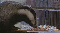 badger feeding