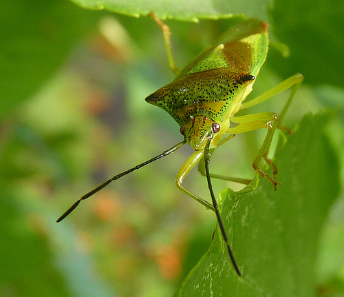 Hawthorn shieldbug by Photospool