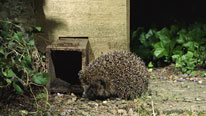 hedgehog home