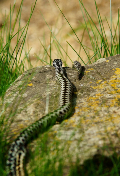 Adder heads and tails by Peter Trimming