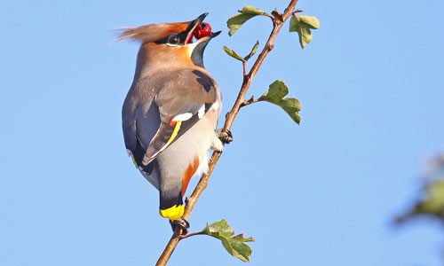 Waxwing (photo copyright: Martyn Wilson)