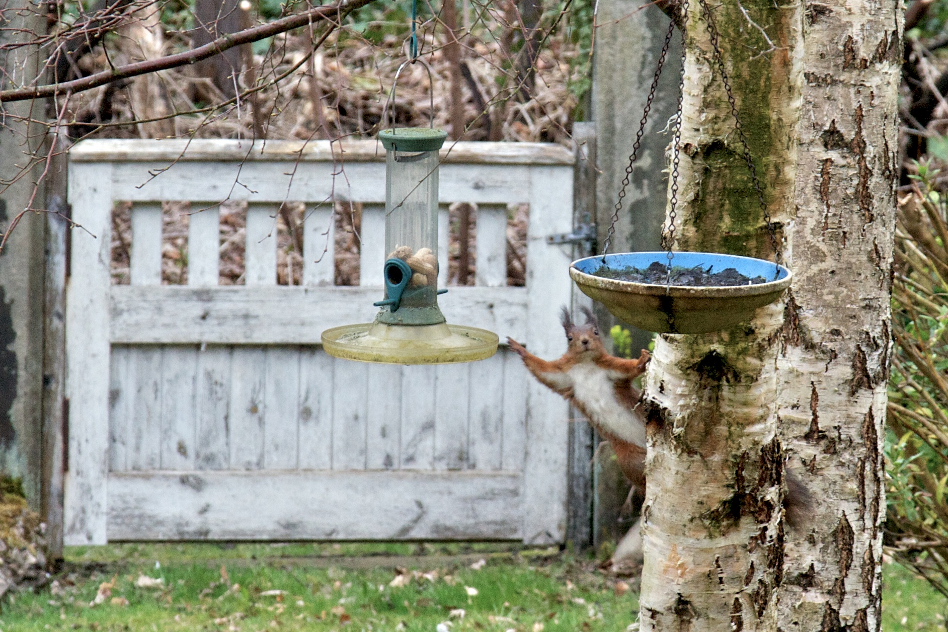 Red squirrel stretches for nuts.