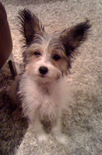 Melvyn Bragg's puppy Marcel.