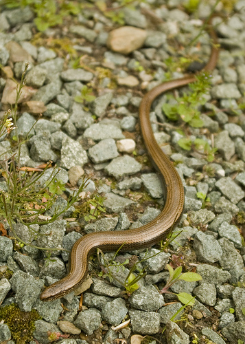 slow worm by allan price