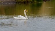 A happy ending for this lonely cygnet?