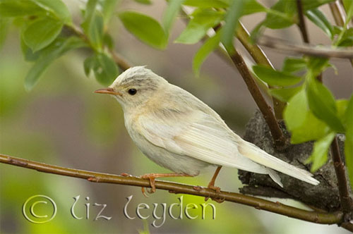 leucistic willow warbler by liz leyden