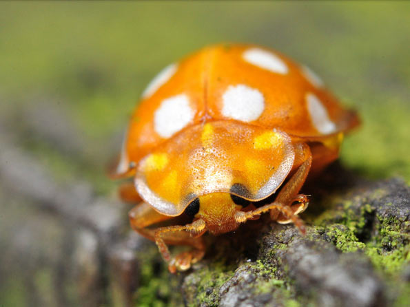 Ladybird by Eddie Nurcombe