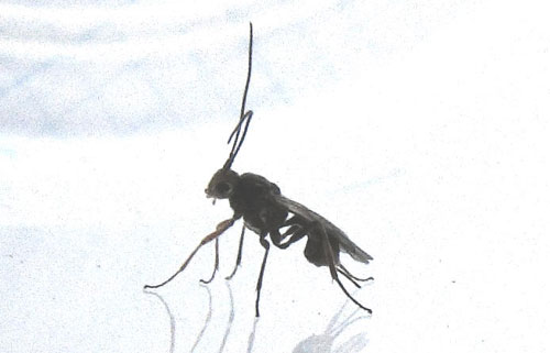 Parasitic wasp (Dinocampus coccinellae) by Maria Fremlin