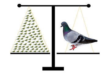 Pigeon goldcrest graphic