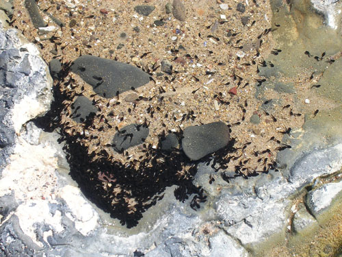Tadpoles in rock pool copyright Medmans