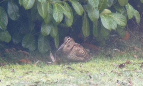 Woodcock by Steve Greaves