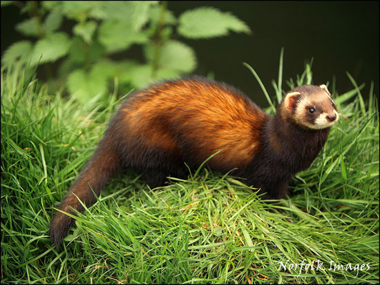 polecat