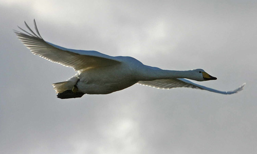 Whooper swan (photo: copyright Jill Pakenham/BTO)
