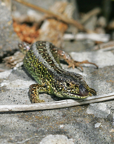 Sand lizard © Simon NL West
