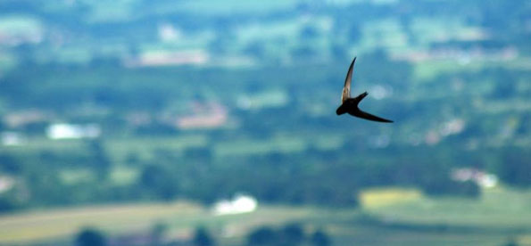 Sunlit Swift by forgetfulelephant