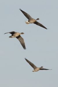 pink-fotted geese