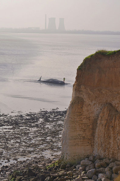 Beached whale wide by Richard Kinzler