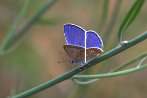 Common blue butterfly copyright Peter Eeles
