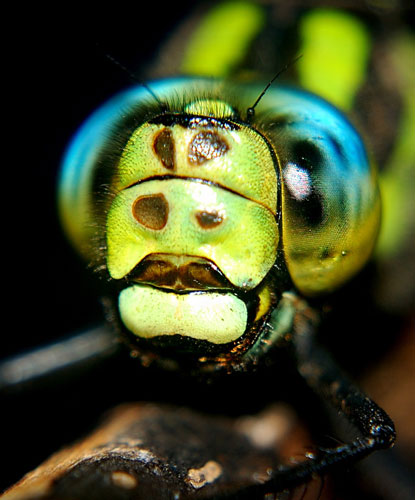 Southern hawker © S.RamPrasanth