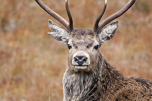 red deer stag
