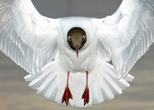 black headed gull by christopher hoyle