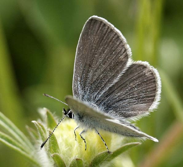 small blue butterfly by Mary Woodford