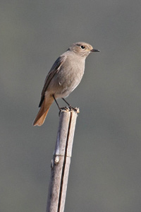 black redstart