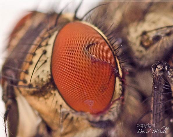 Damaged fly eye