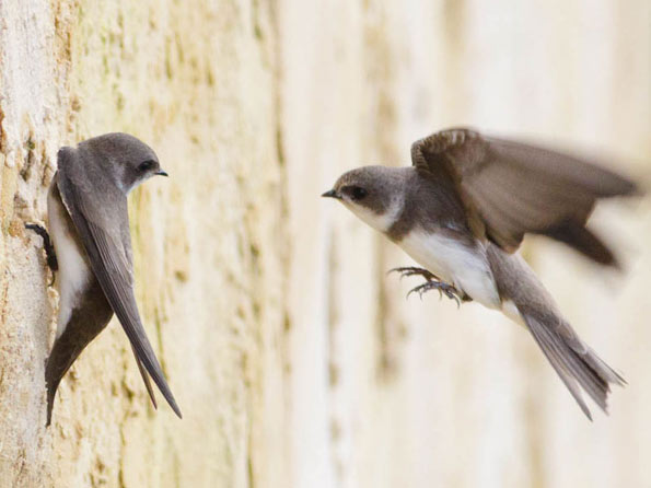 sand martins copyright Paul Farnfield