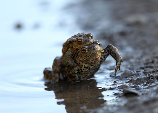 Common toad by Ian Watson